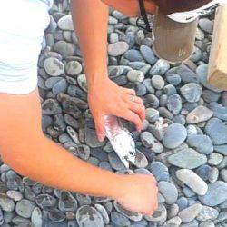 ソウダガツオ、ペンペンシイラ、ワカシのリリース祭り